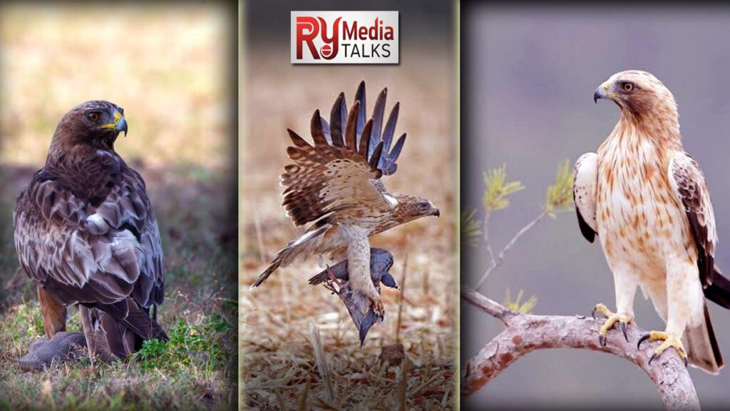 Booted Eagle resting in open fields of Pakistan during winter migration