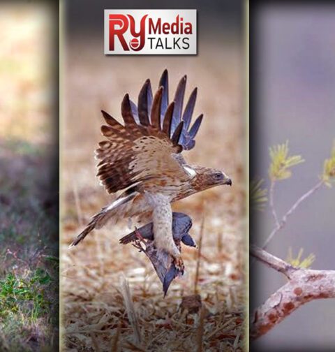 Booted Eagle resting in open fields of Pakistan during winter migration