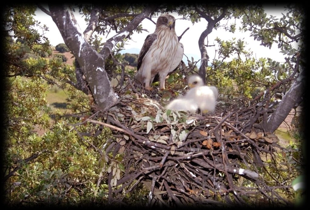Booted Eagle resting in open fields of Pakistan during winter migration