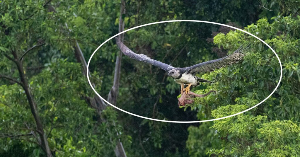 Harpy Eagle sitting on a tall tree branch in the Amazon Rainforest