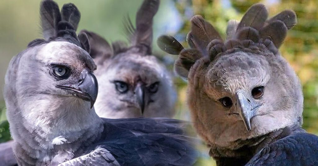 Harpy Eagle sitting on a tall tree branch in the Amazon Rainforest