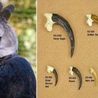 Harpy Eagle sitting on a tall tree branch in the Amazon Rainforest