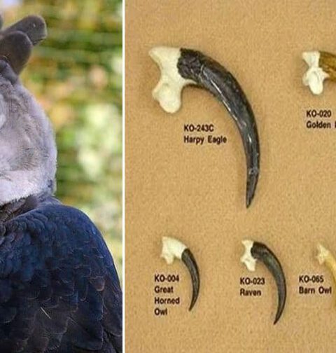 Harpy Eagle sitting on a tall tree branch in the Amazon Rainforest