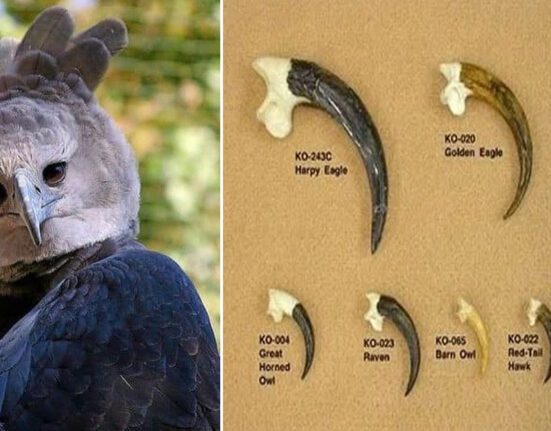 Harpy Eagle sitting on a tall tree branch in the Amazon Rainforest