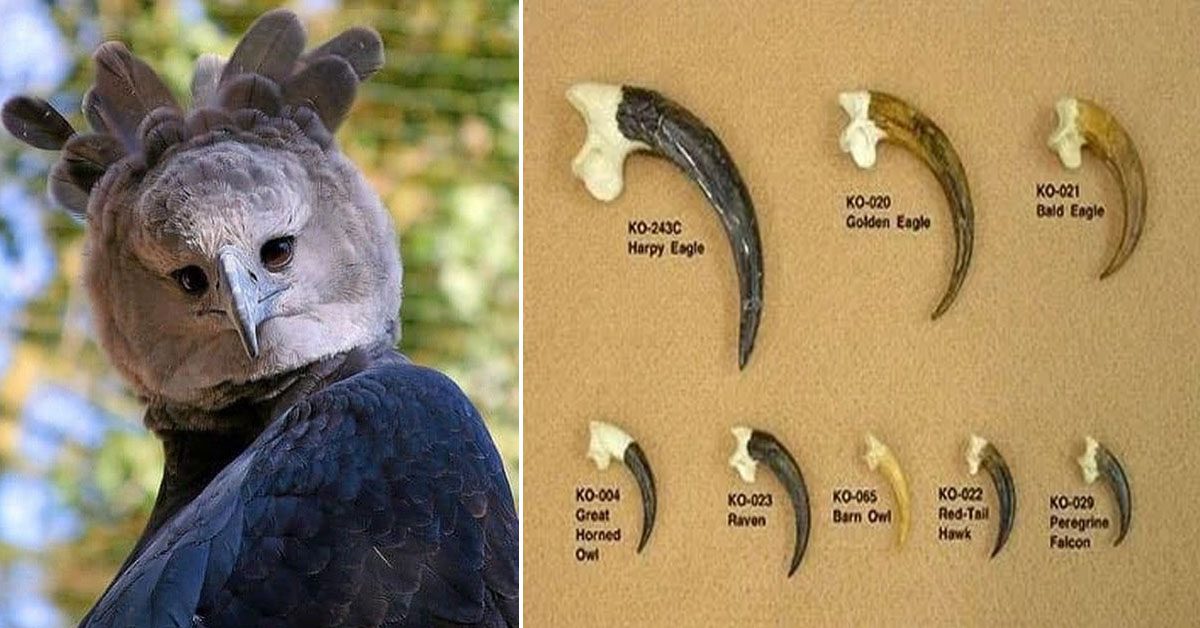 Harpy Eagle sitting on a tall tree branch in the Amazon Rainforest