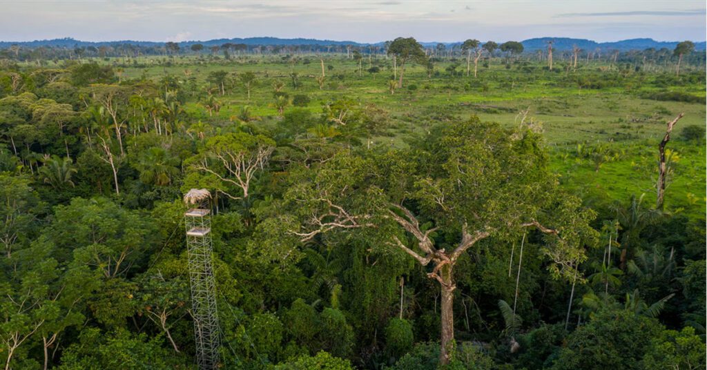 Harpy Eagle sitting on a tall tree branch in the Amazon Rainforest