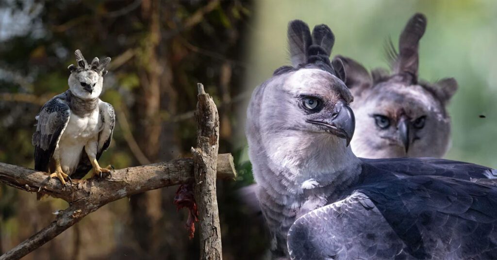 Harpy Eagle sitting on a tall tree branch in the Amazon Rainforest