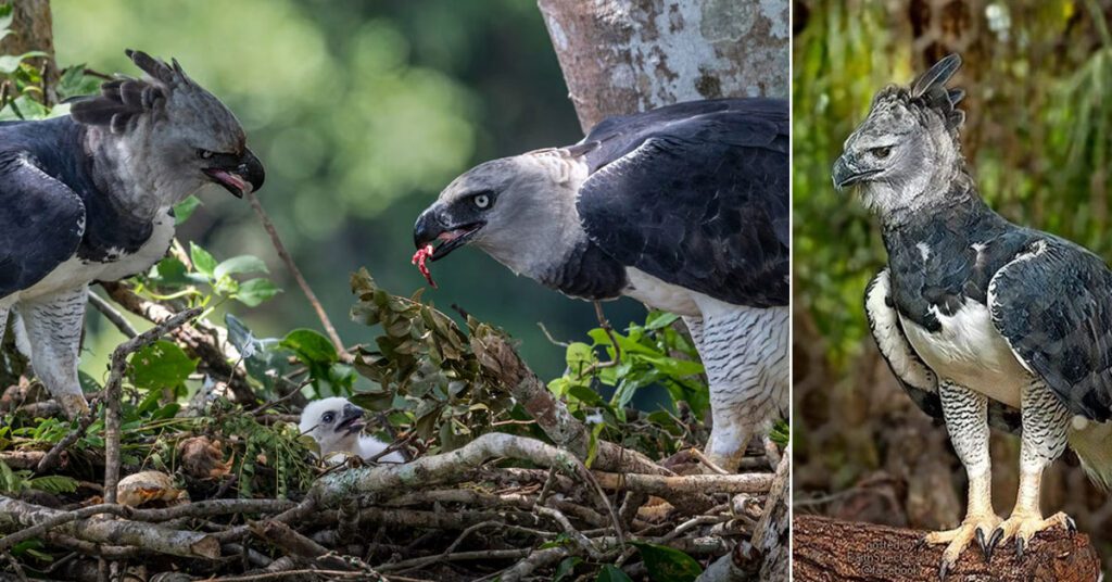 Harpy Eagle sitting on a tall tree branch in the Amazon Rainforest