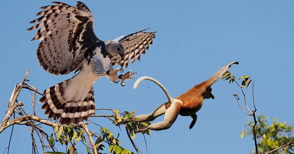 Harpy Eagle sitting on a tall tree branch in the Amazon Rainforest