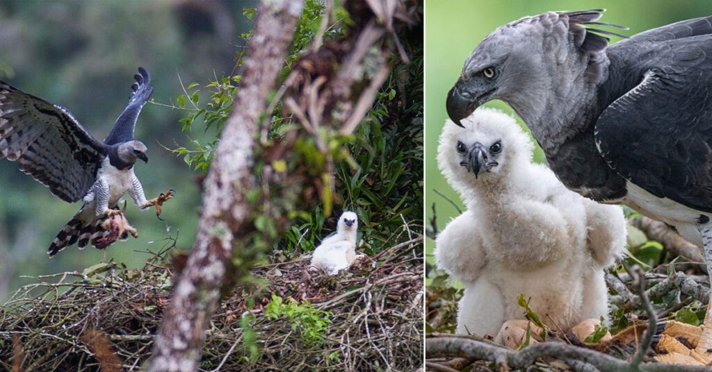 Harpy Eagle sitting on a tall tree branch in the Amazon Rainforest