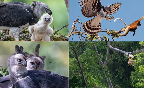 Harpy Eagle sitting on a tall tree branch in the Amazon Rainforest