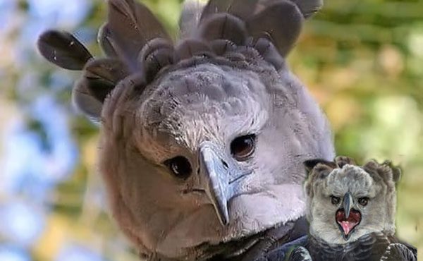 Harpy Eagle sitting on a tall tree branch in the Amazon Rainforest
