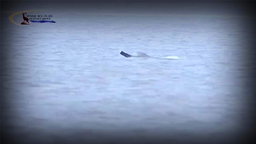 Indus Dolphin surfacing in the Sindh River near Sukkur, showcasing its unique behavior and conservation importance.