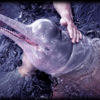 Indus Dolphin surfacing in the Sindh River near Sukkur, showcasing its unique behavior and conservation importance.