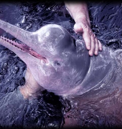 Indus Dolphin surfacing in the Sindh River near Sukkur, showcasing its unique behavior and conservation importance.