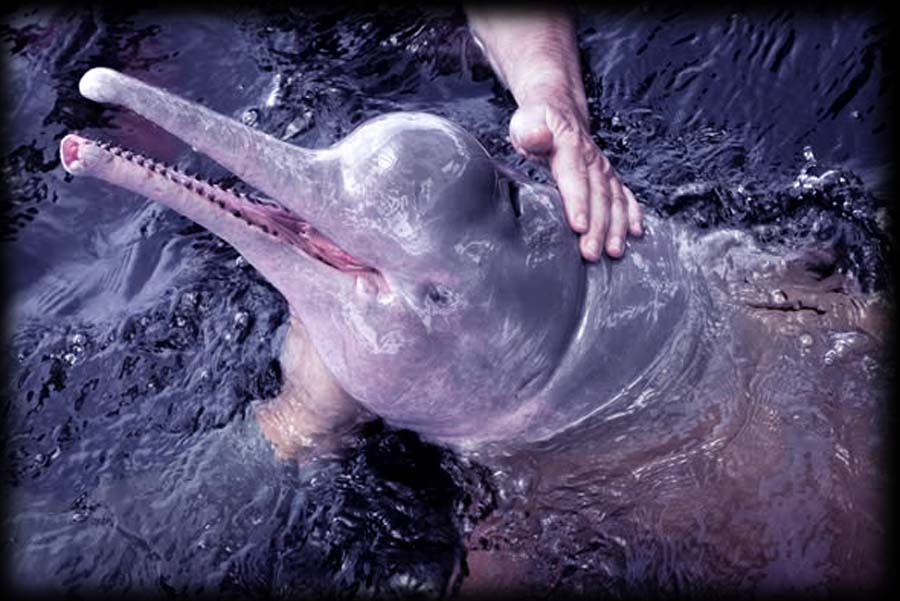 Indus Dolphin surfacing in the Sindh River near Sukkur, showcasing its unique behavior and conservation importance.
