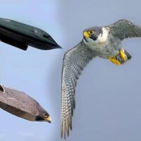 Peregrine Falcon flying alongside a fighter jet illustration.