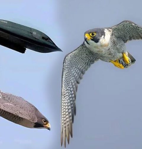 Peregrine Falcon flying alongside a fighter jet illustration.