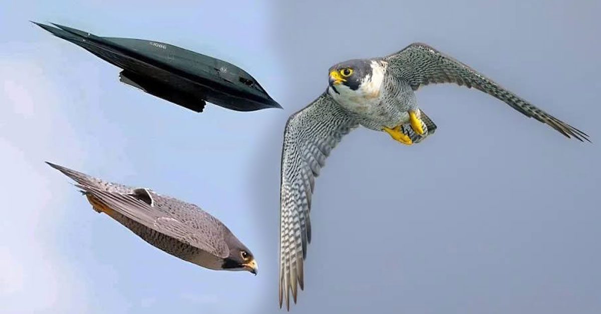 Peregrine Falcon flying alongside a fighter jet illustration.