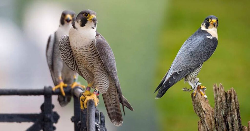Two Peregrine Falcons perched on a metal railing and wooden post.