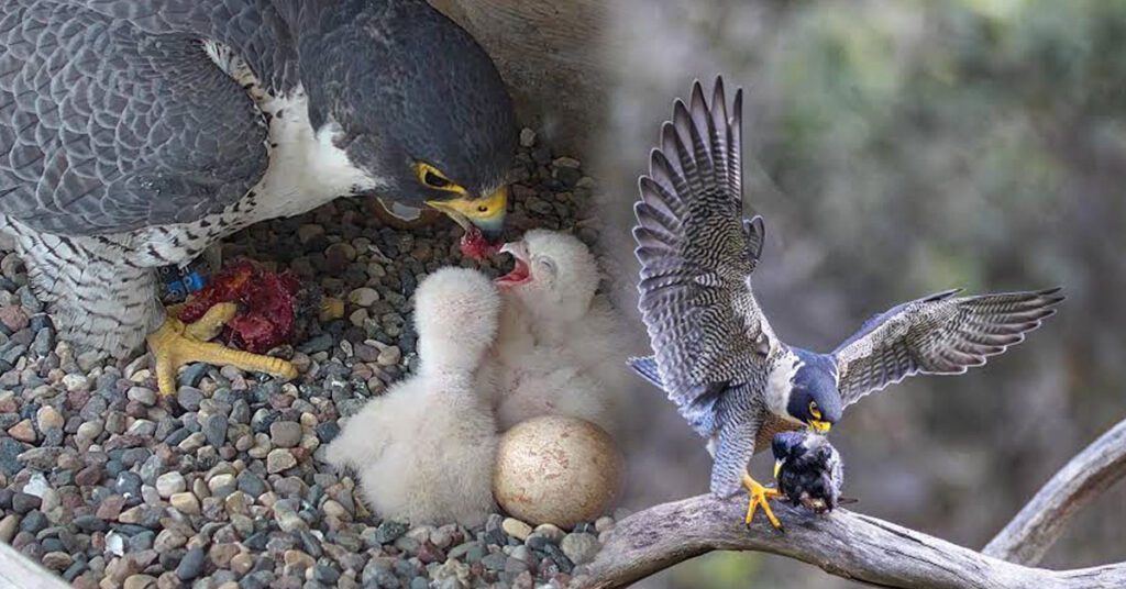 Adult Peregrine Falcon feeding chicks in nest beside an egg.