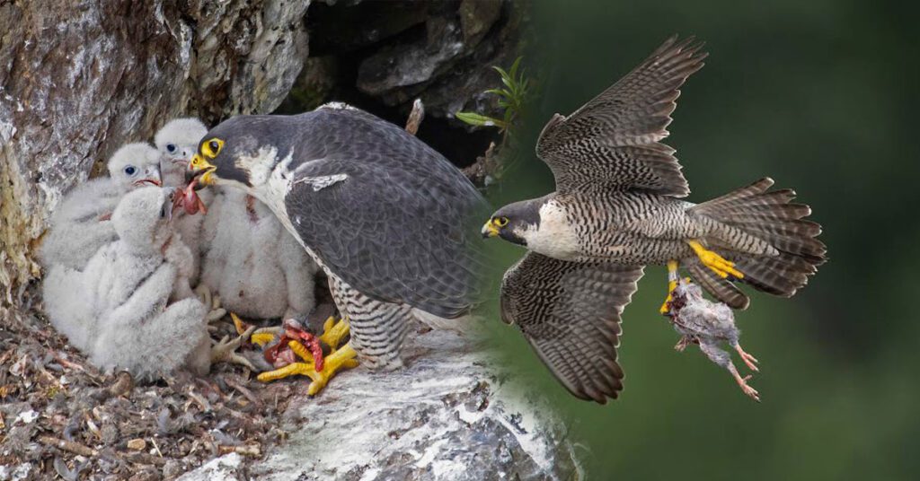 Adult Peregrine Falcon standing beside three chicks in a rocky cliff nest.