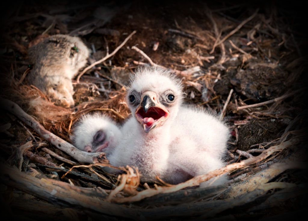 Tawny Eagle perched in natural habitat in Pakistan highlighting its role in ecosystem balance and wildlife conservation