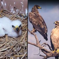 Tawny Eagle perched in natural habitat in Pakistan highlighting its role in ecosystem balance and wildlife conservation