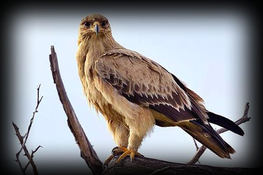 Tawny Eagle perched in natural habitat in Pakistan highlighting its role in ecosystem balance and wildlife conservation