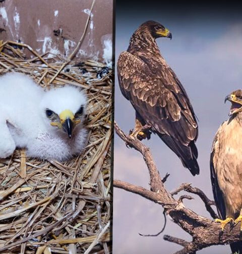 Tawny Eagle perched in natural habitat in Pakistan highlighting its role in ecosystem balance and wildlife conservation