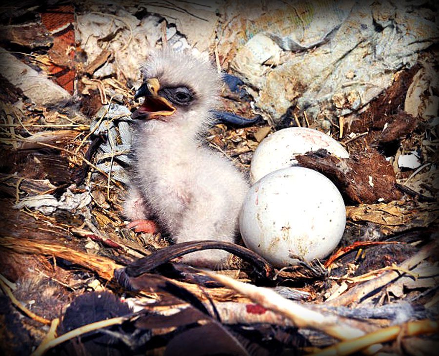 Tawny Eagle perched in natural habitat in Pakistan highlighting its role in ecosystem balance and wildlife conservation