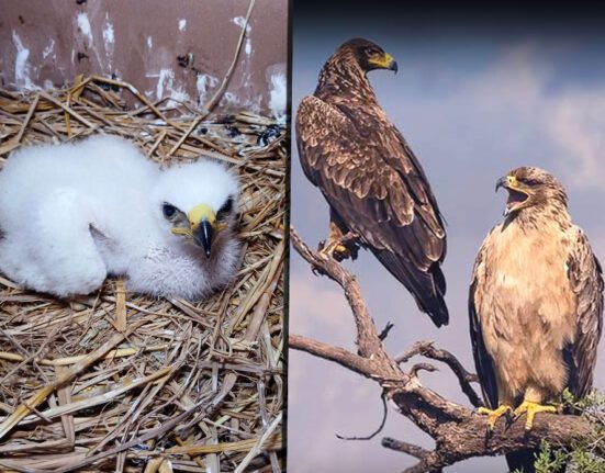 Tawny Eagle perched in natural habitat in Pakistan highlighting its role in ecosystem balance and wildlife conservation