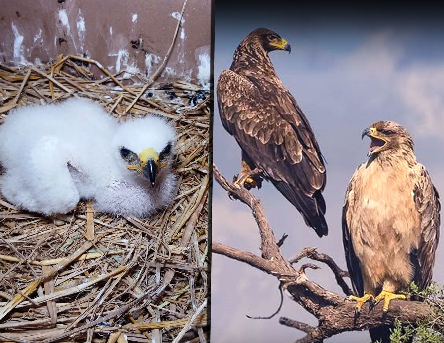 Tawny Eagle perched in natural habitat in Pakistan highlighting its role in ecosystem balance and wildlife conservation