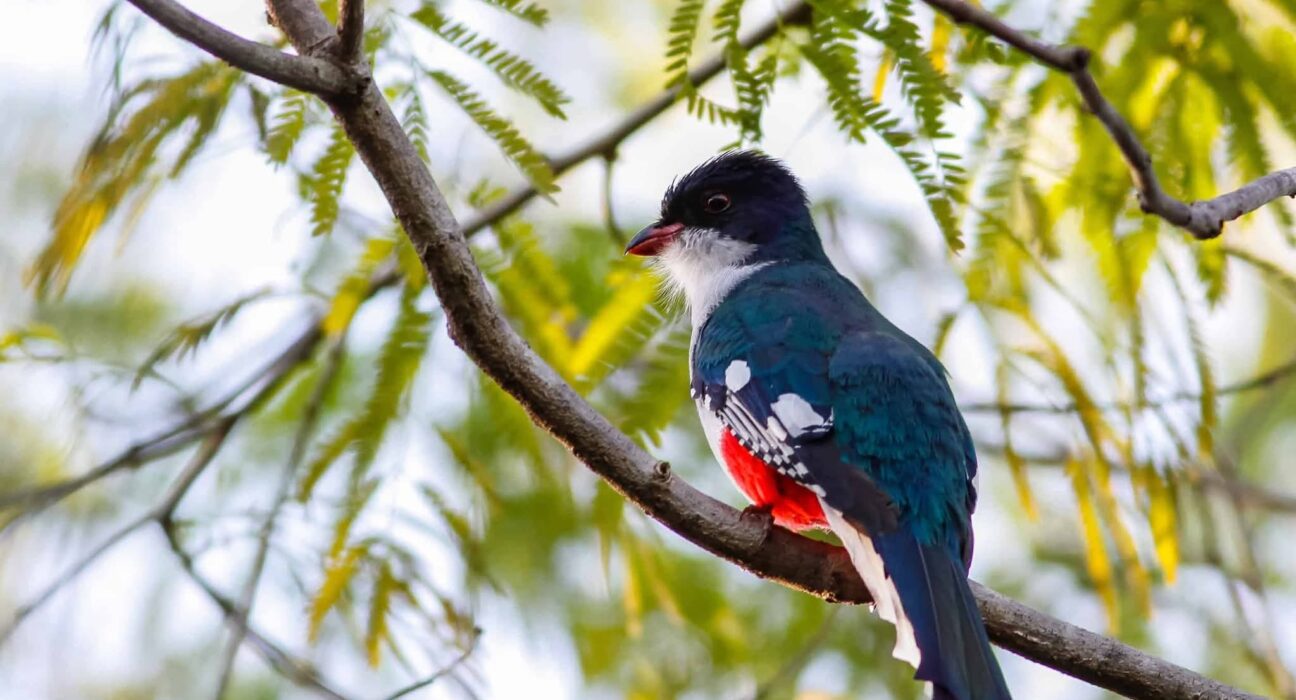 Cuban Trogon: Cuba’s National Bird and Symbol of Freedom