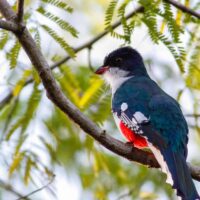 Cuban Trogon: Cuba’s National Bird and Symbol of Freedom