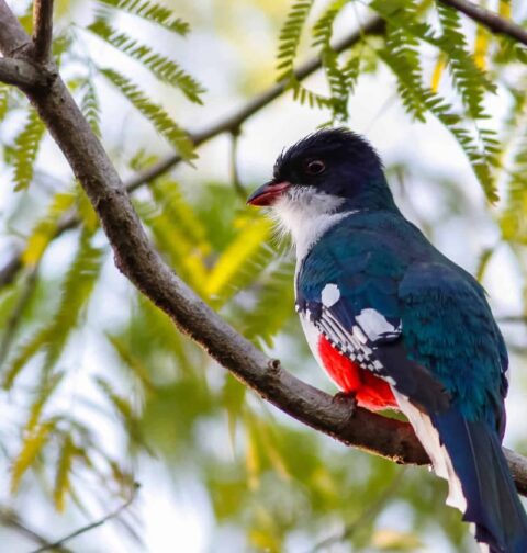 Cuban Trogon: Cuba’s National Bird and Symbol of Freedom