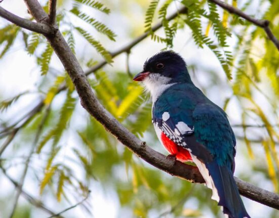 Cuban Trogon: Cuba’s National Bird and Symbol of Freedom
