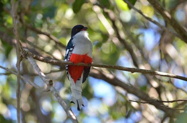 Two major reasons are given for declaring the Cuban Trogon as the national bird.