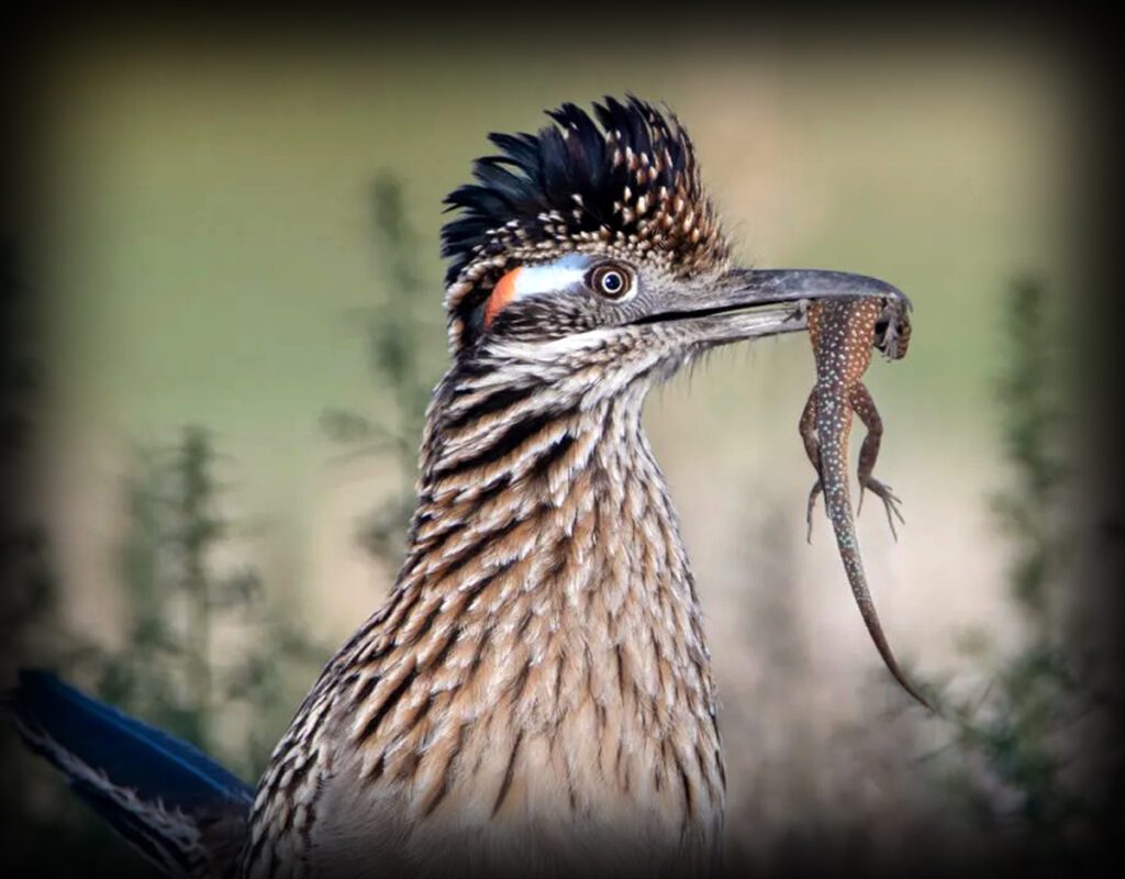 Roadrunner bird running fast in desert habitat hunting a snake, wildlife of North America