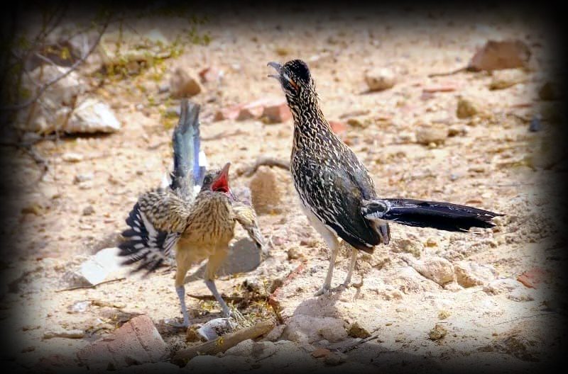 Roadrunner bird running fast in desert habitat hunting a snake, wildlife of North America