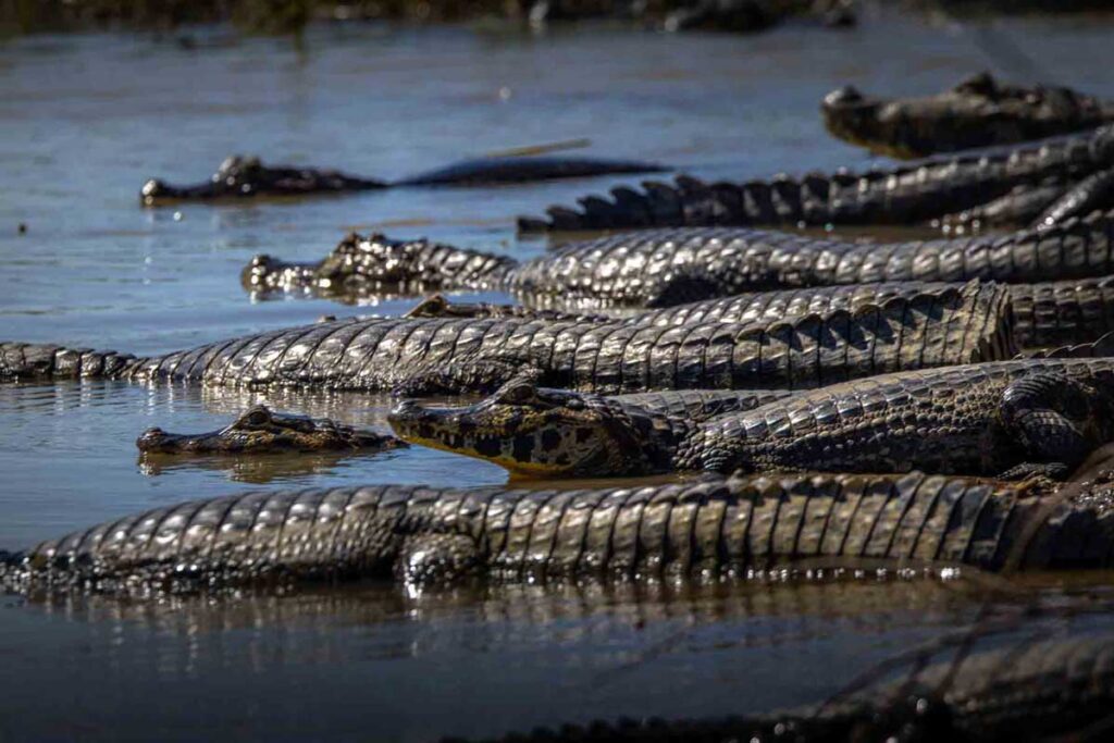 Swimming in Crocodile River World Record Set