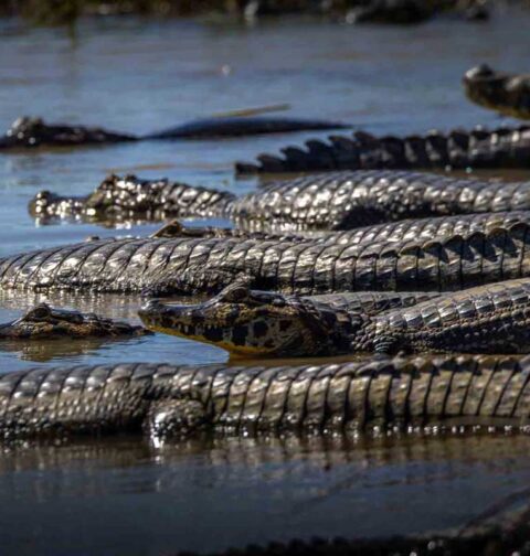 Swimming in Crocodile River World Record Set