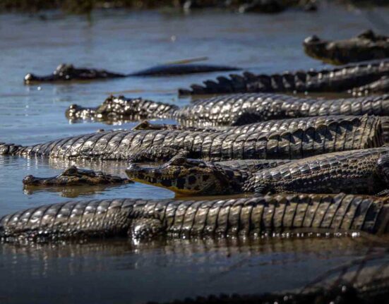 Swimming in Crocodile River World Record Set