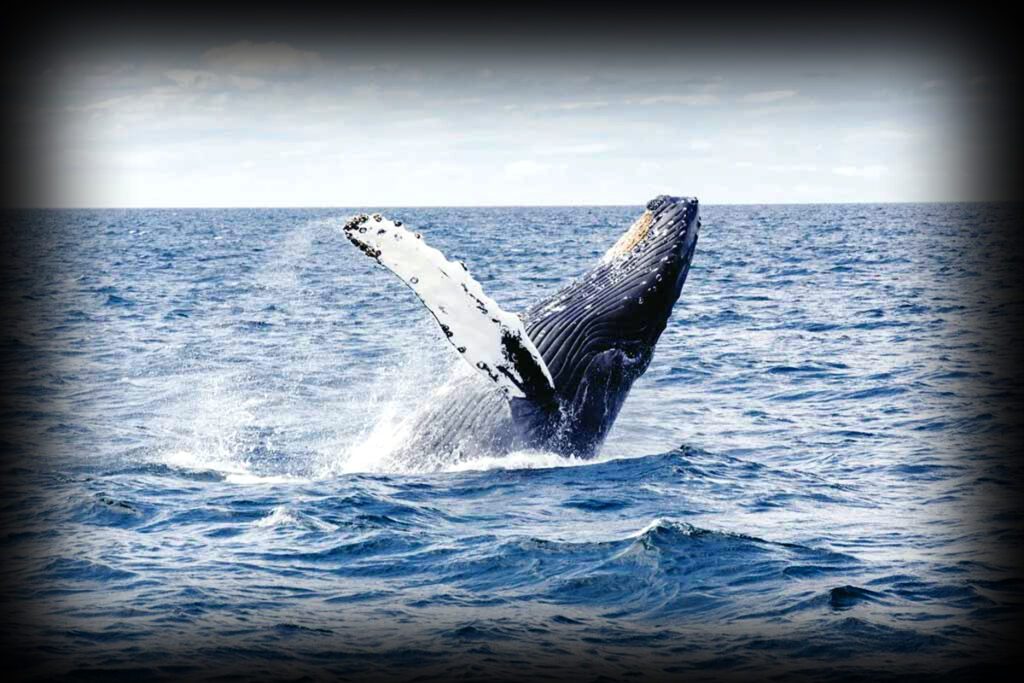 Humpback whale swimming in the ocean highlighting its role in marine ecosystem balance, oxygen production, and climate regulation