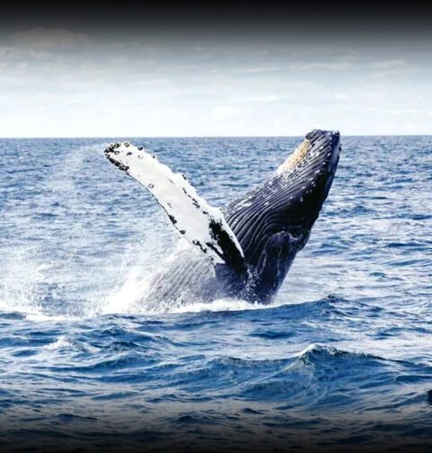 Humpback whale swimming in the ocean highlighting its role in marine ecosystem balance, oxygen production, and climate regulation