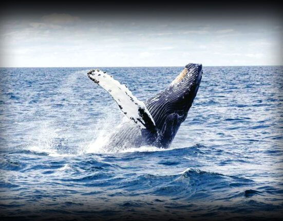Humpback whale swimming in the ocean highlighting its role in marine ecosystem balance, oxygen production, and climate regulation