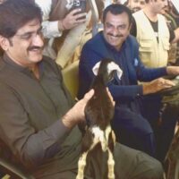 World Veterinary Day: Sindh Chief Minister Pays Tribute to Veterinary Professionals