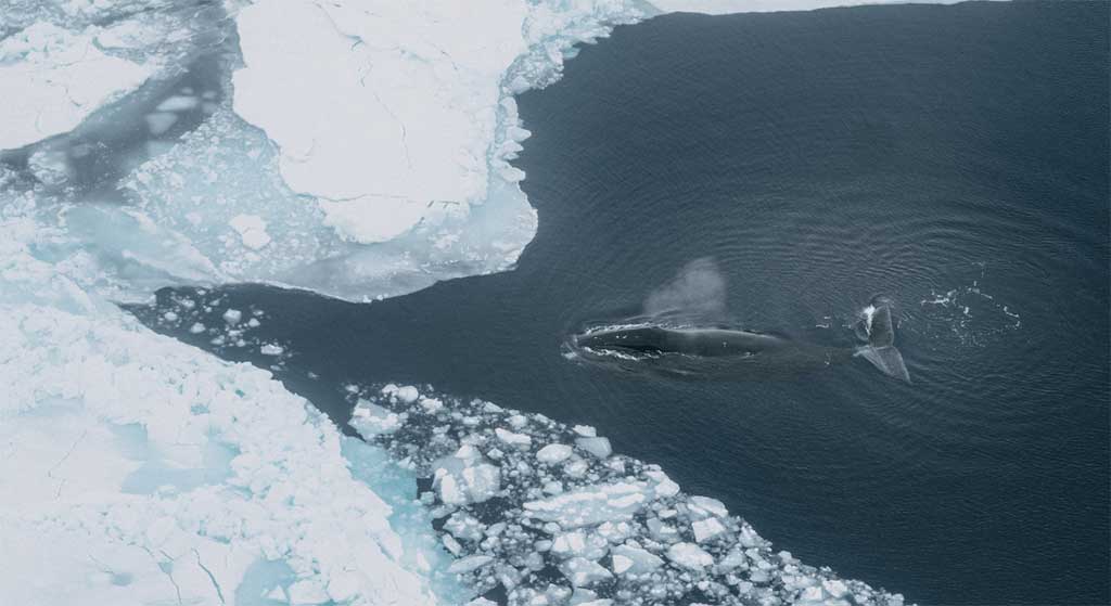 Humpback whale swimming in the ocean highlighting its role in marine ecosystem balance, oxygen production, and climate regulation