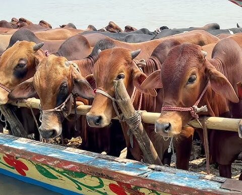 Arrival of sacrificial animals at Karachi cattle market, first two trucks have arrived