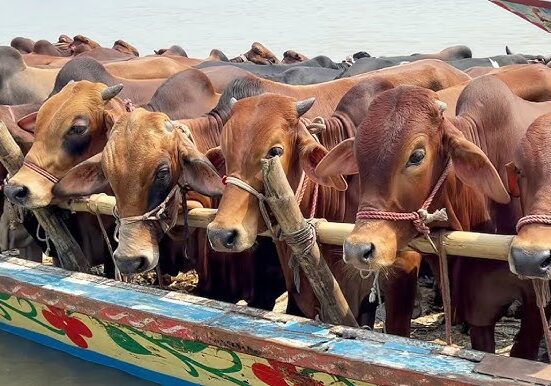Arrival of sacrificial animals at Karachi cattle market, first two trucks have arrived
